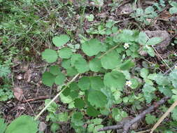 Слика од Thalictrum baicalense Turcz. ex Ledeb.