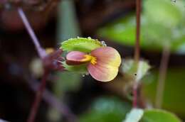 Imagem de Geissaspis cristata var. tenella