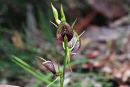 Image of Bonnet orchid