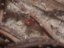 Image of Cobweb weaver