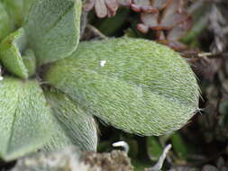 Image of Myosotis cheesemannii Petrie