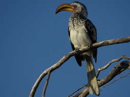 Image of Southern Yellow-billed Hornbill