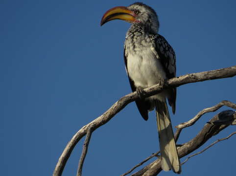 Image of Southern Yellow-billed Hornbill