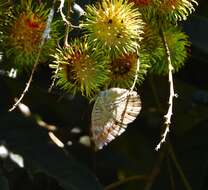 Image of Euthalia adonia Cramer 1782