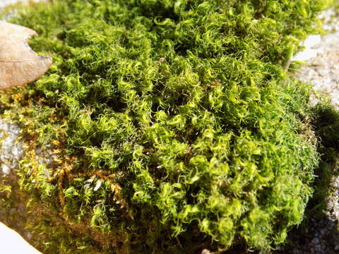 Image of dicranum moss