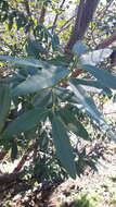 Image of California laurel