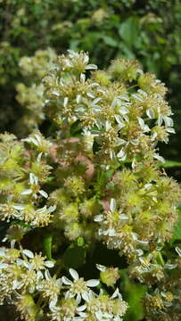 Image of Montanoa tomentosa var. microcephala (Sch. Bip.) B. L. Turner