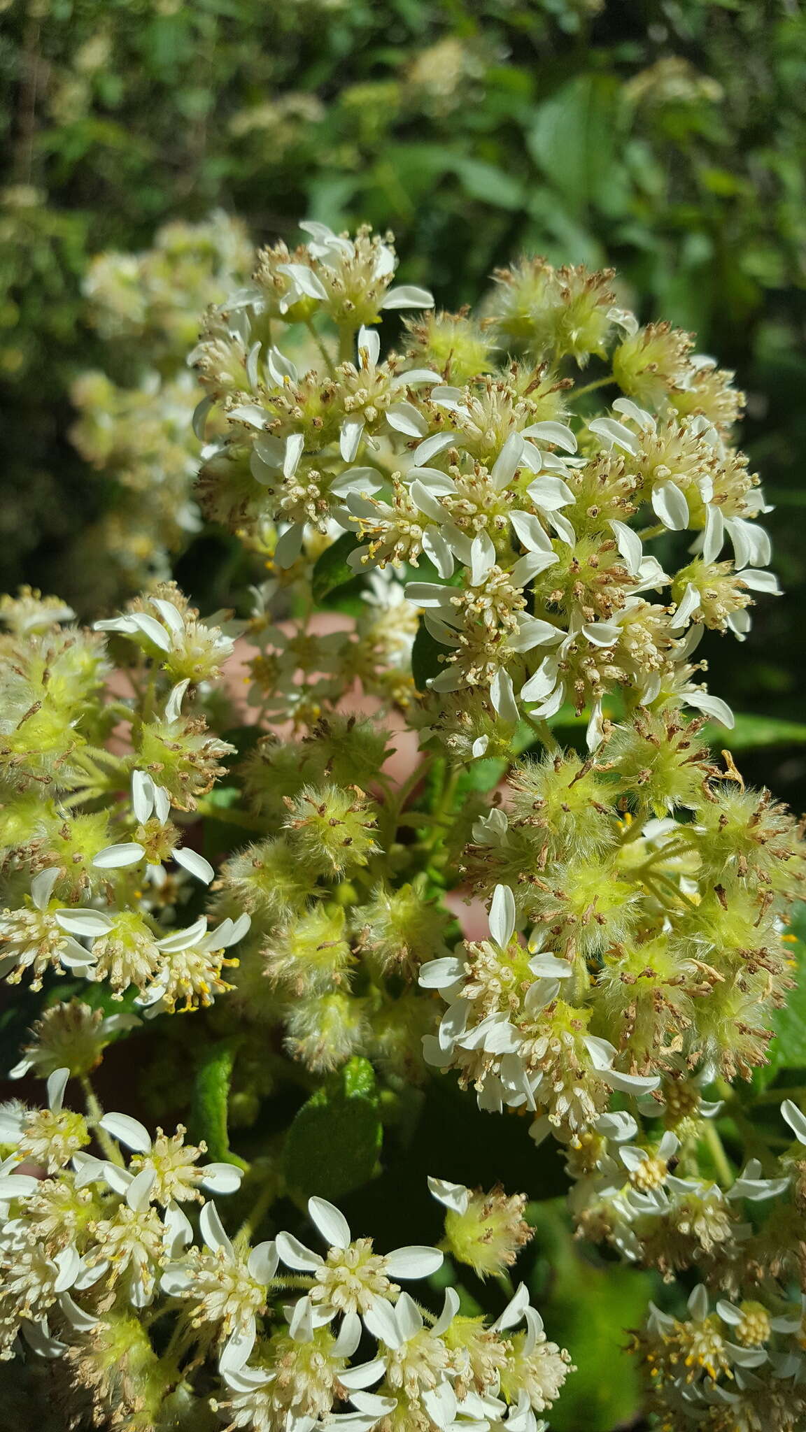 Image of Montanoa tomentosa var. microcephala (Sch. Bip.) B. L. Turner