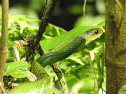 Image of Green Rat Snake