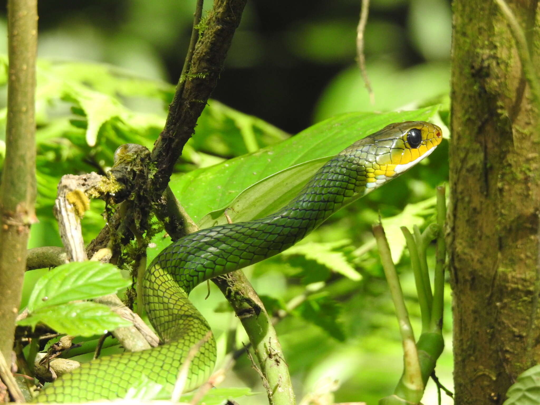 Image of Green Rat Snake