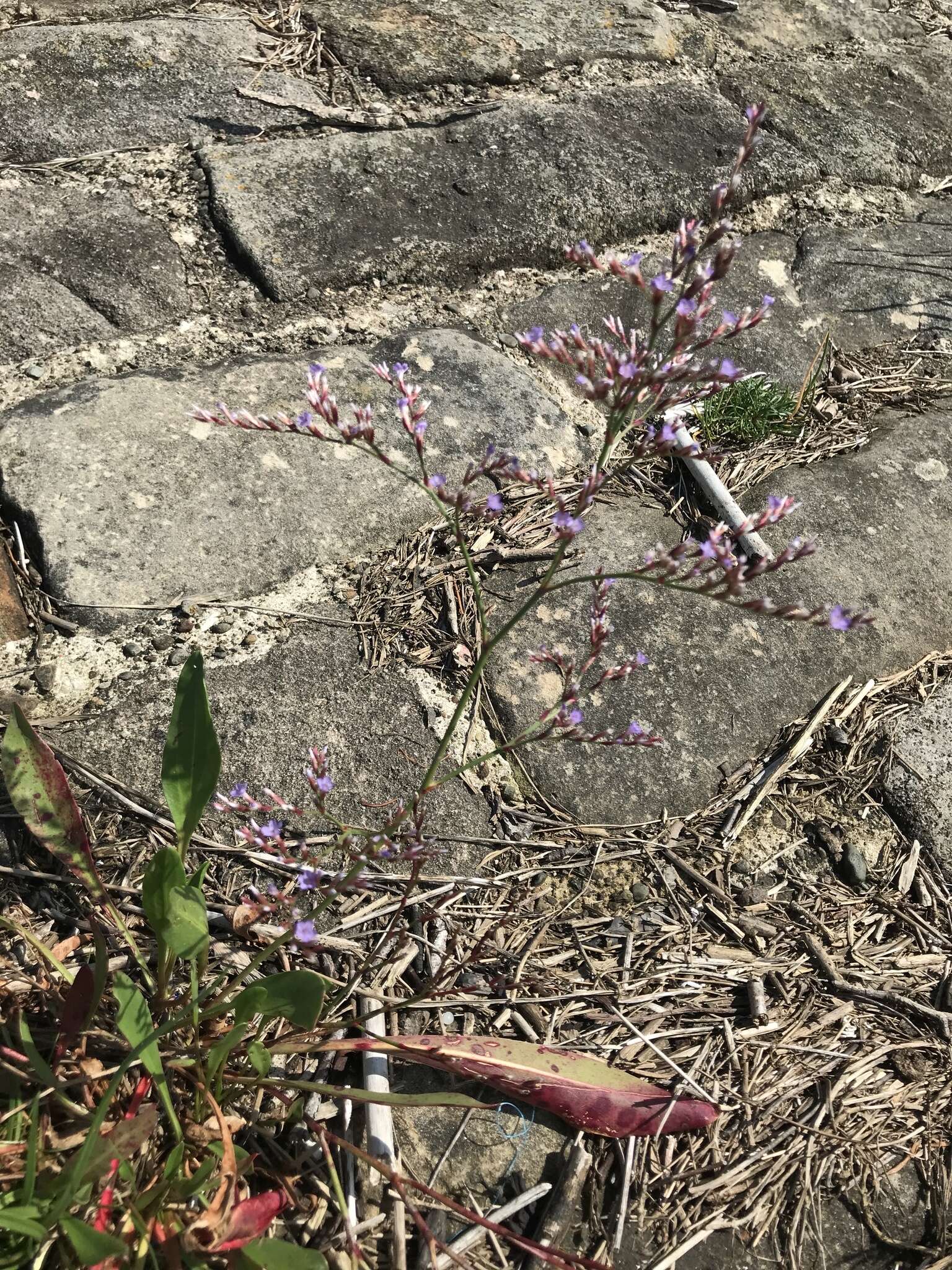 Image of Limonium humile Miller