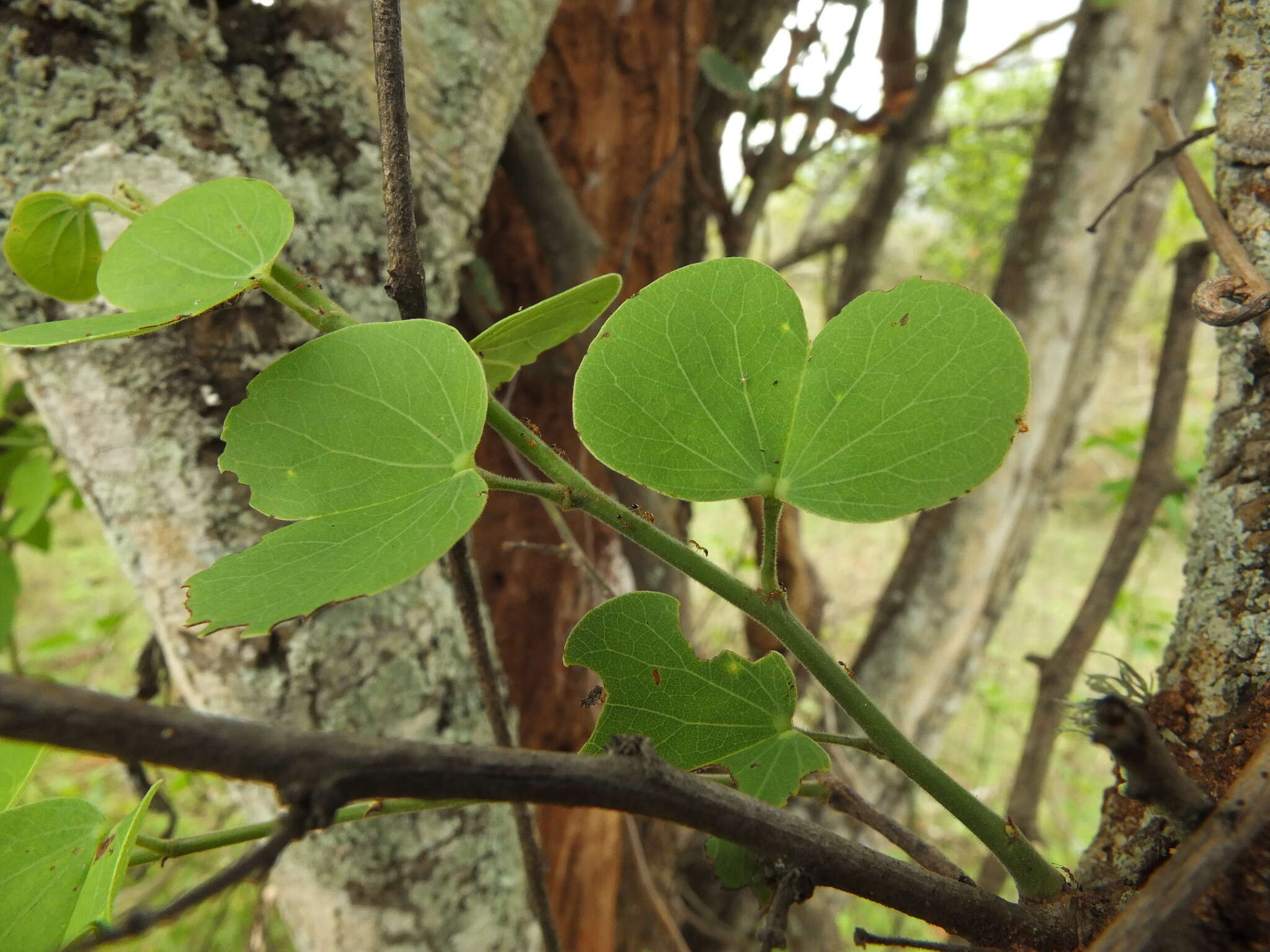 Imagem de Bauhinia racemosa Lam.