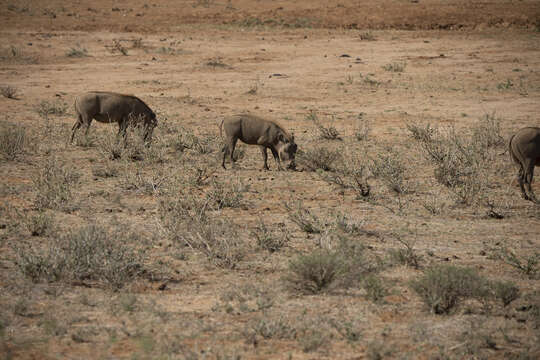 Image of Desert Warthog