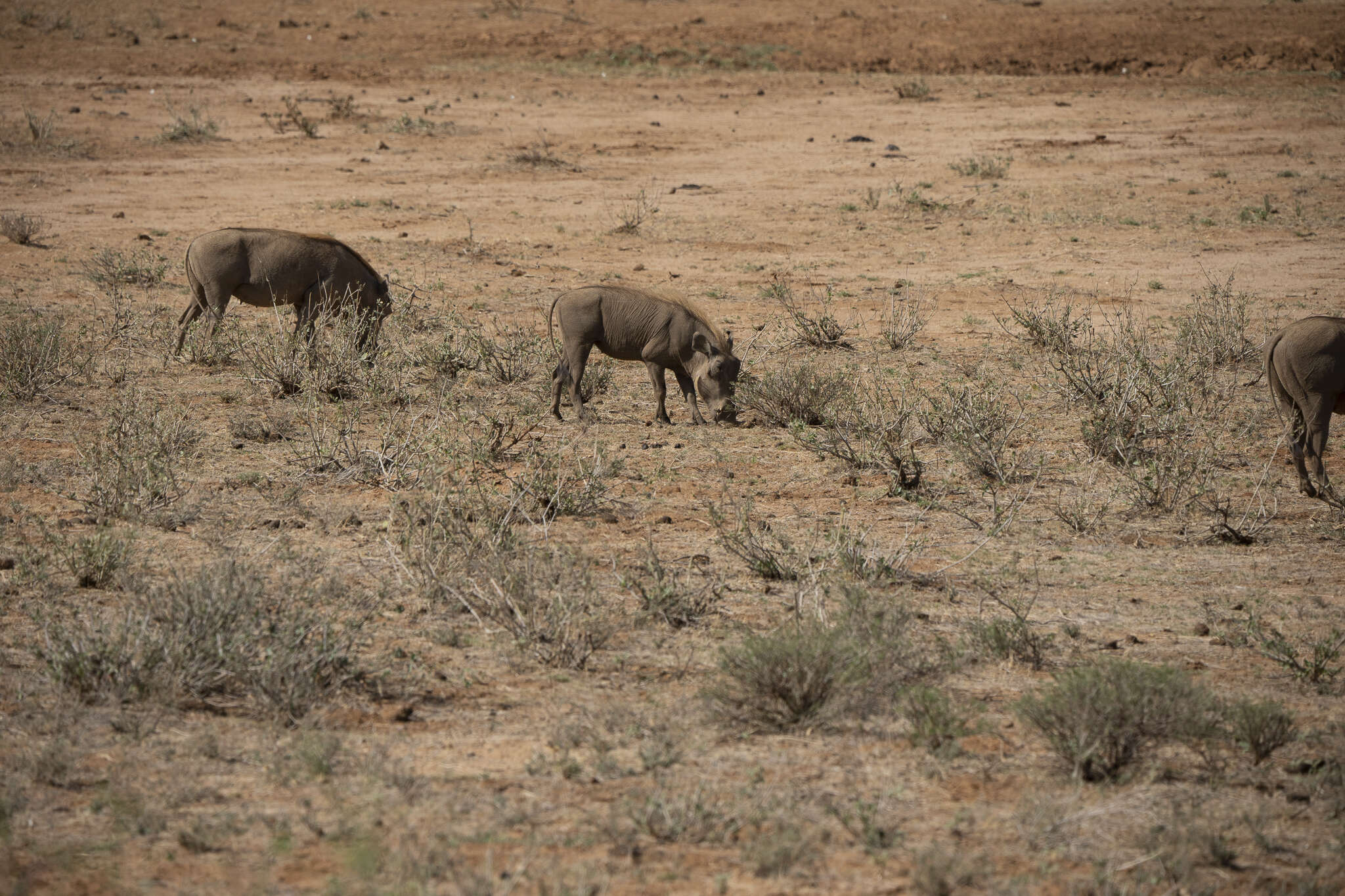 Image of Desert Warthog