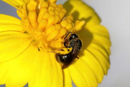 Lasioglossum reticulatum (Robertson 1892)的圖片