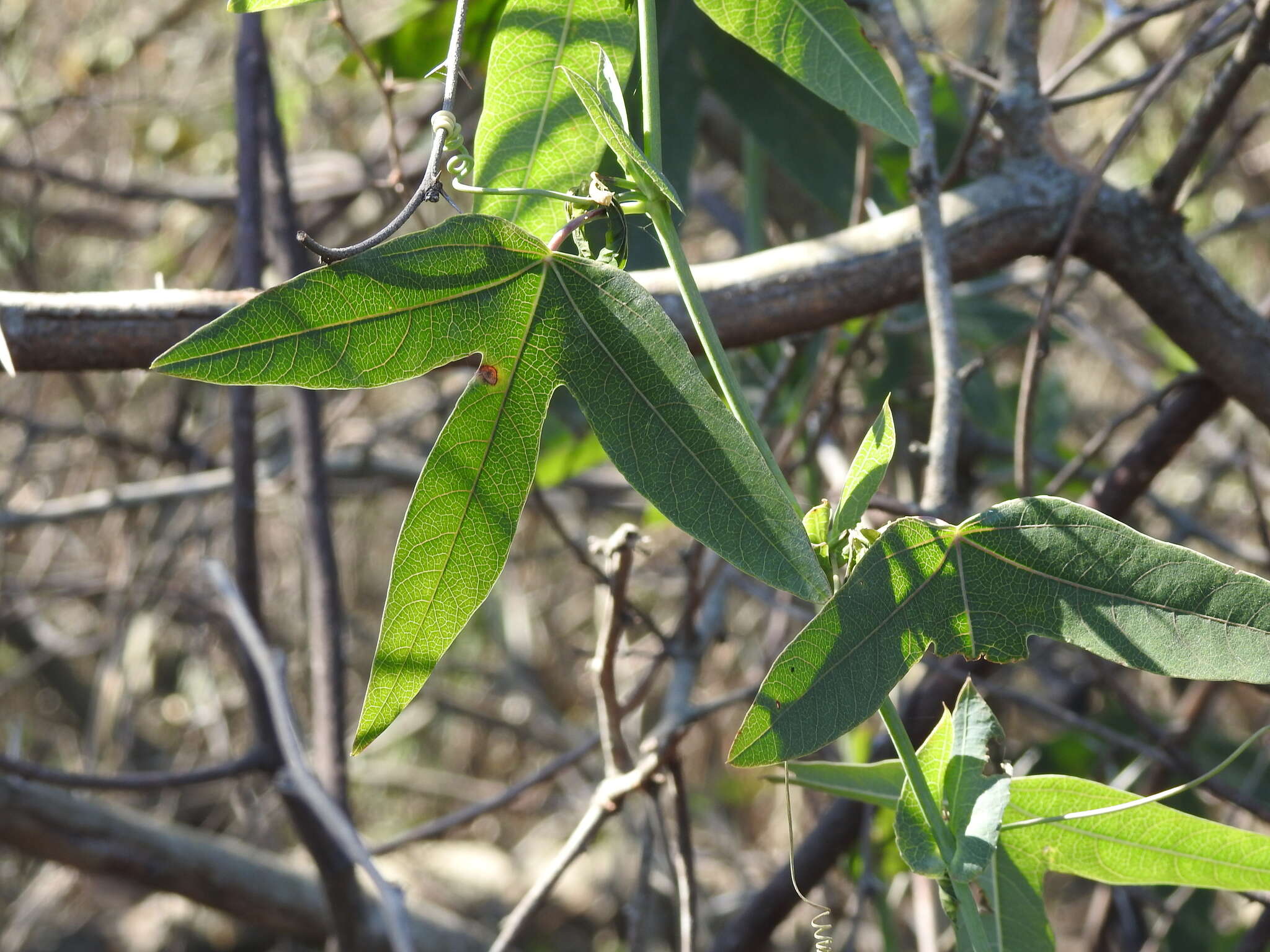 Слика од Passiflora gibertii N. E. Brown