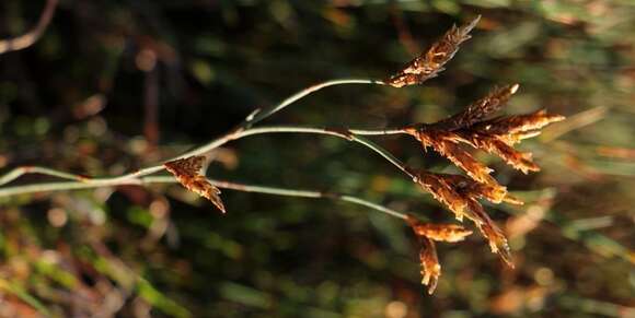 Image of Restio albotuberculatus H. P. Linder & C. R. Hardy