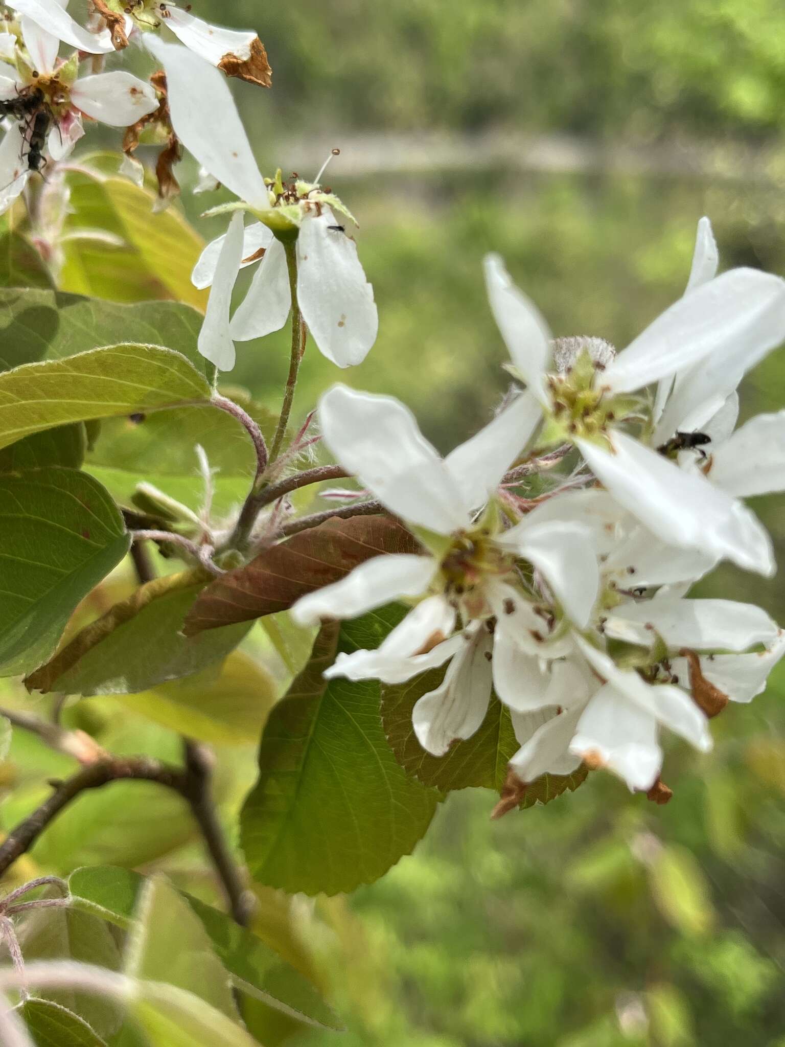 Image of Amelanchier amabilis Wiegand