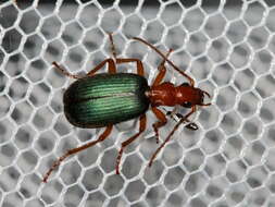 Imagem de Brachinus (Brachinus) crepitans (Linnaeus 1758)