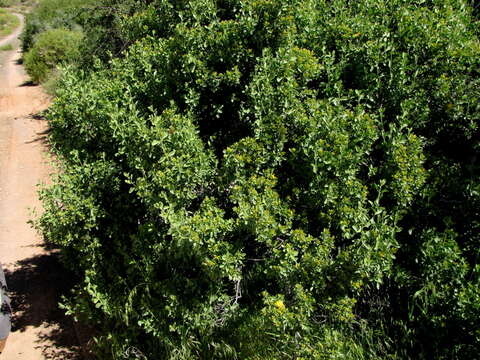 Image de Pteronia divaricata (Berg.) Less.