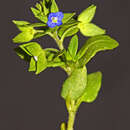 Image of twolobe speedwell