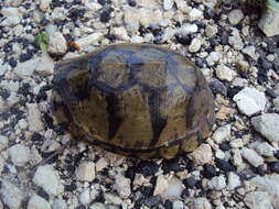 Image of Terrapene mexicana yucatana (Boulenger 1895)