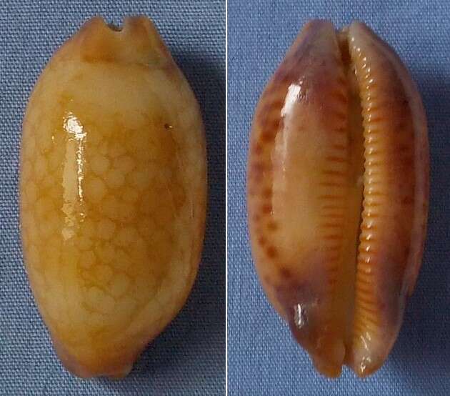 Image of jester cowrie