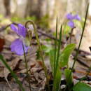 Viola collina Bess. resmi