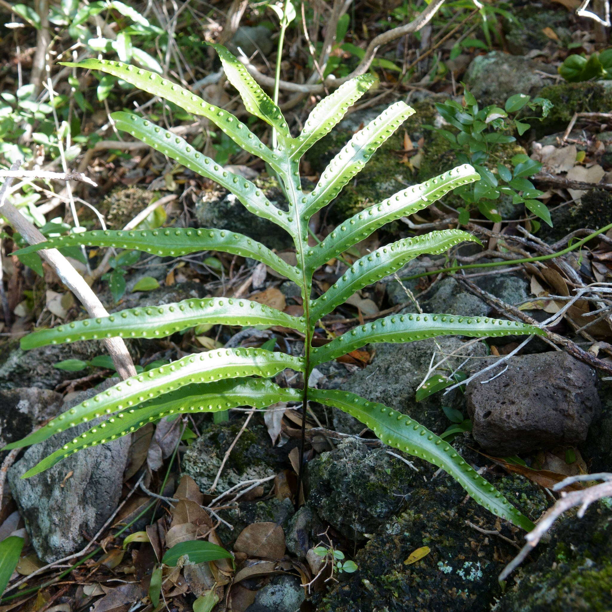 Image of Phymatosorus pustulatus subsp. howensis Tindale & P. S. Green