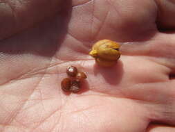 Image of Bobartia indica L.