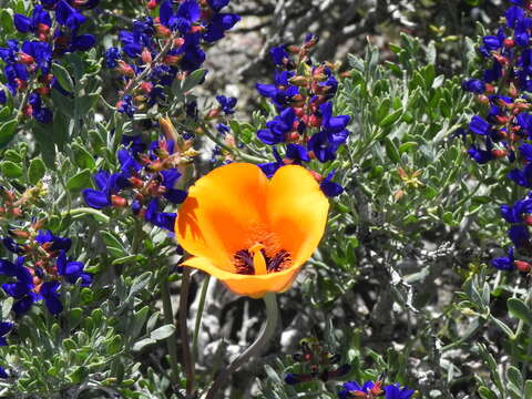 Image de Calochortus kennedyi var. kennedyi