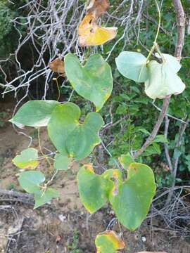 Image of Dioscorea pteropoda Boivin ex H. Perrier