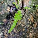 Image of Tonkin Mountain Keelback