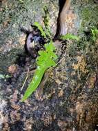 Image of Tonkin Mountain Keelback