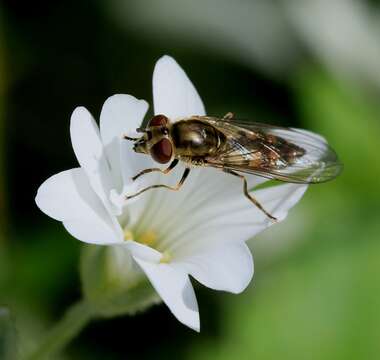 Image of Platycheirus manicatus (Meigen 1822)