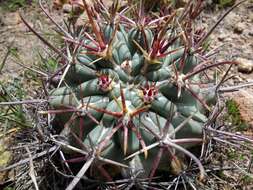 Image of Sclerocactus uncinatus subsp. crassihamatus (F. A. C. Weber) N. P. Taylor