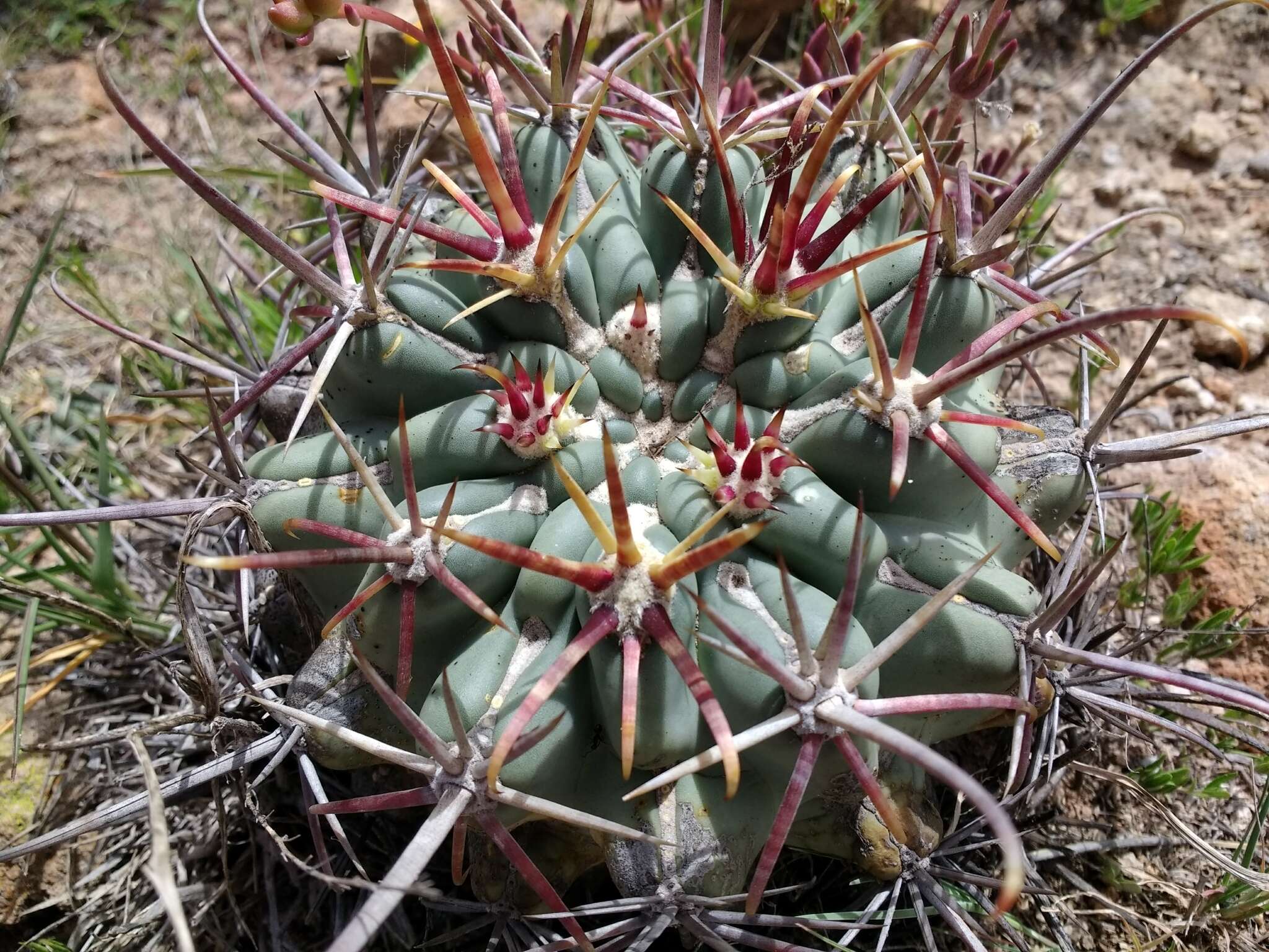 Image of Sclerocactus uncinatus subsp. crassihamatus (F. A. C. Weber) N. P. Taylor