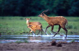 Image of Sitatunga