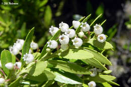 Sivun Gaultheria tenuifolia (R. Phil.) Sleum. kuva