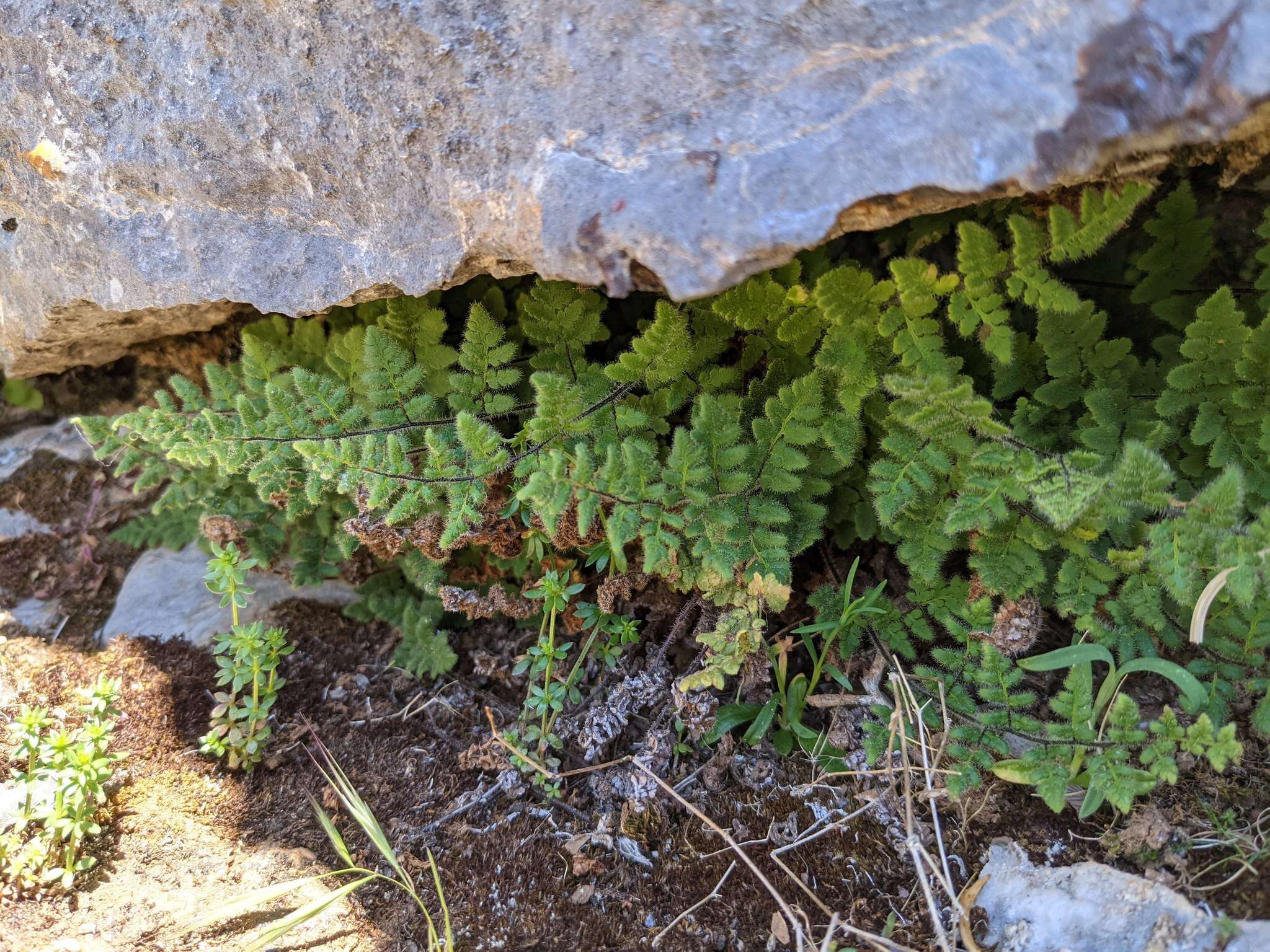 Sivun Myriopteris cooperae (D. C. Eat.) Grusz & Windham kuva