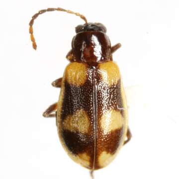 Image of Acalymma peregrinum (Jacoby 1892)