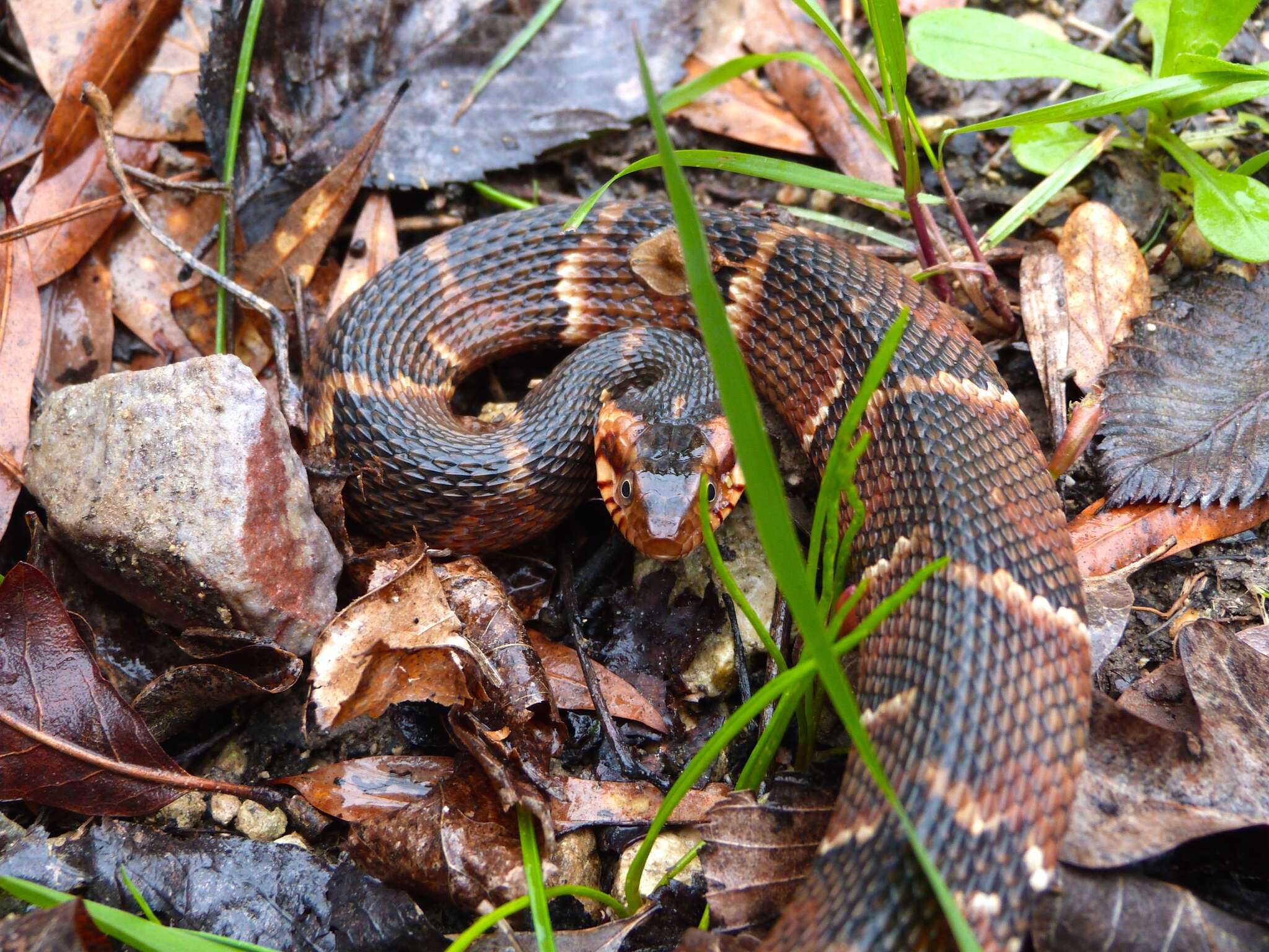 Image of Southern Water Snake