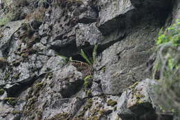 Image de Dryopteris fragrans (L.) Schott