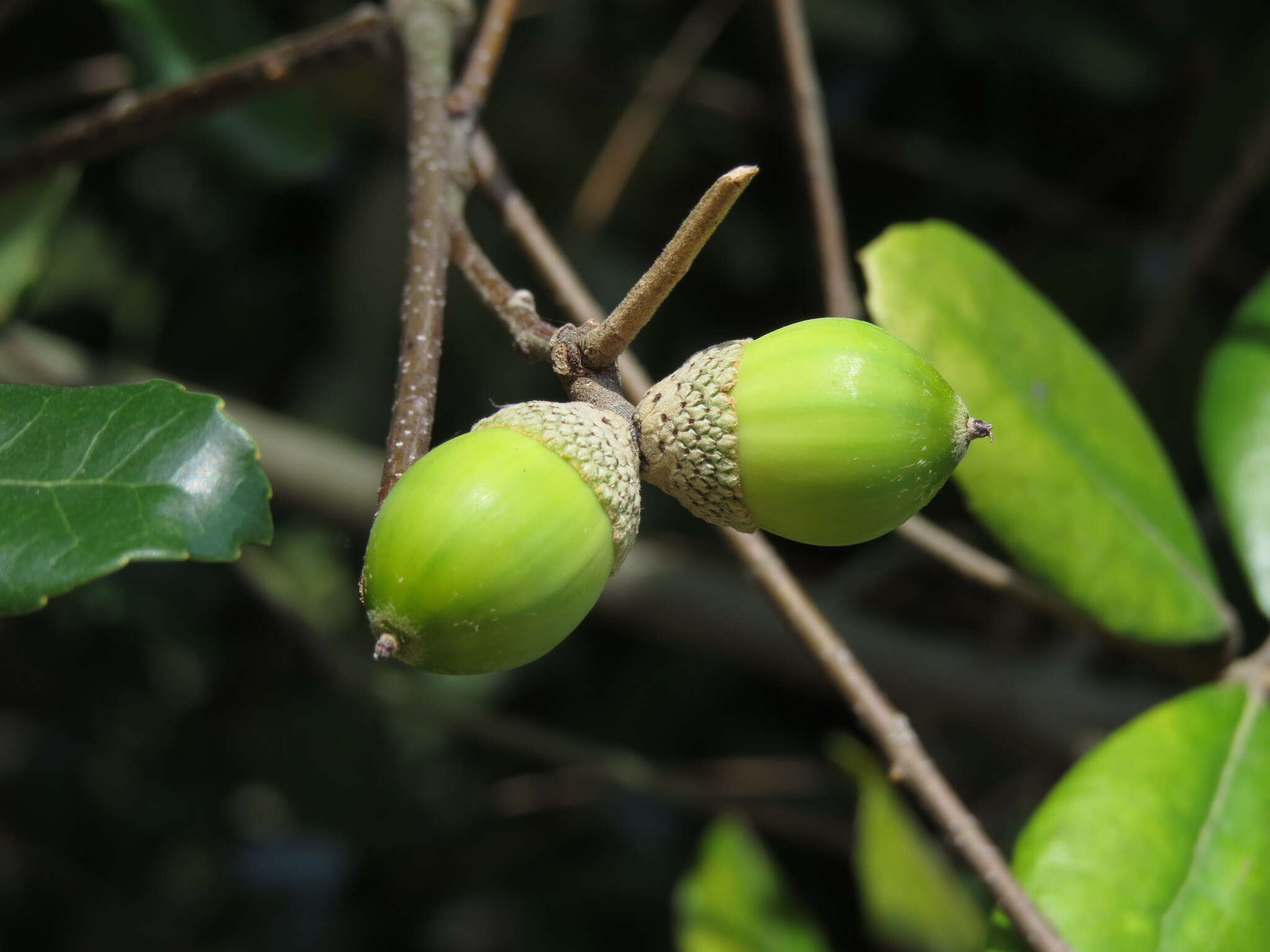 Imagem de Quercus phillyreoides A. Gray