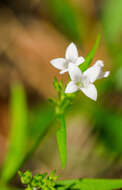 Image of longleaf summer bluet