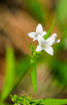 Image of longleaf summer bluet