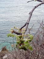 Image de Bursera tomentosa (Jacq.) Triana & Planch.