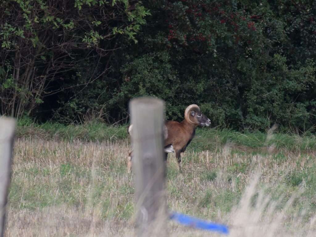 Image of European mouflon