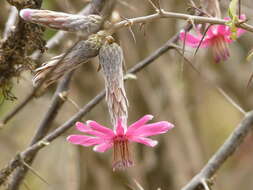 Image of Barnadesia hutchisoniana Ferreyra