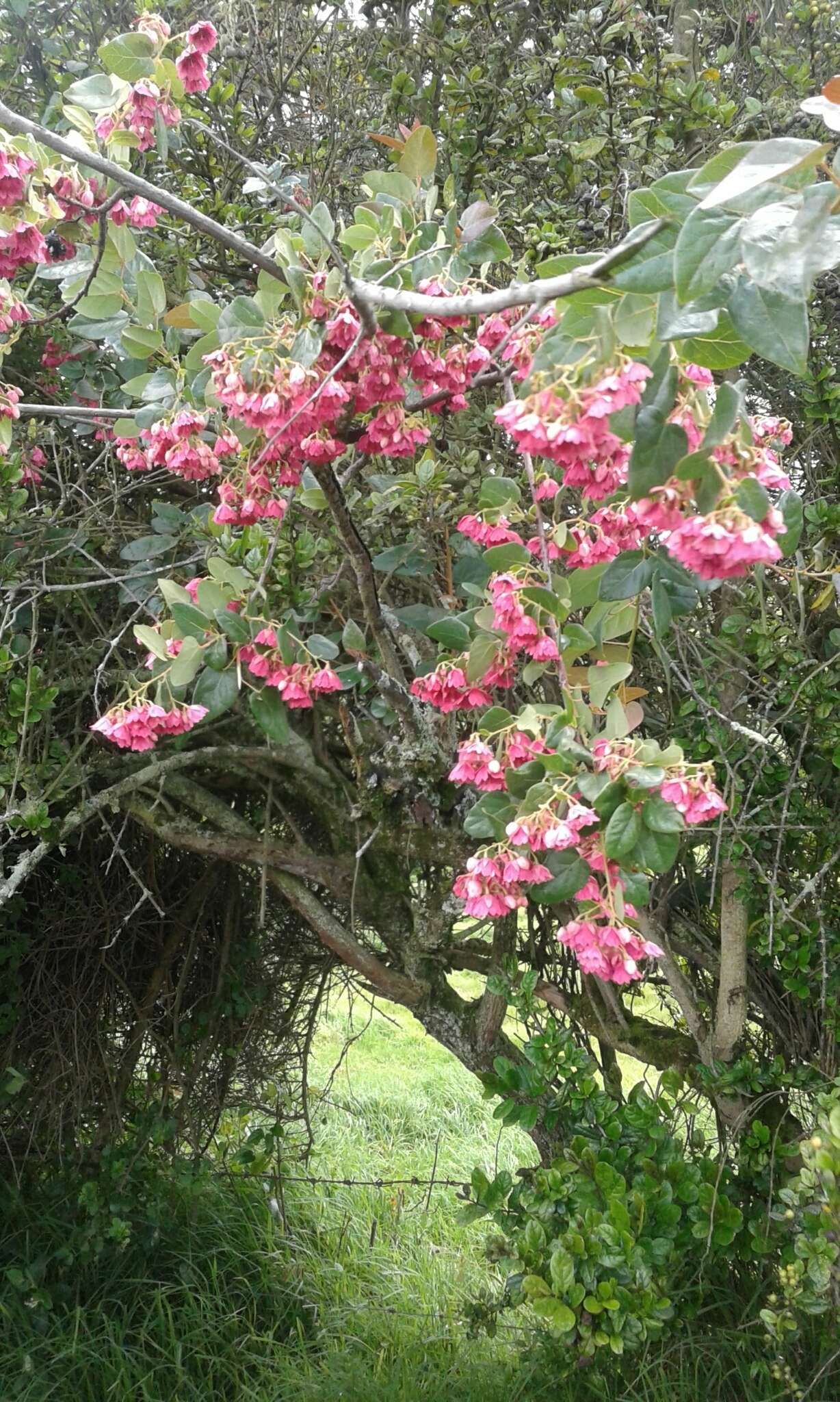 Imagem de Vallea stipularis Mutis ex L. fil.